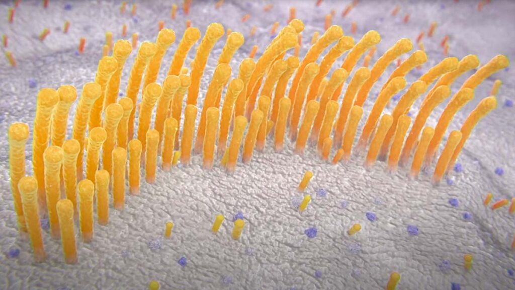 regenerative hearing emerging cell based therapies 2